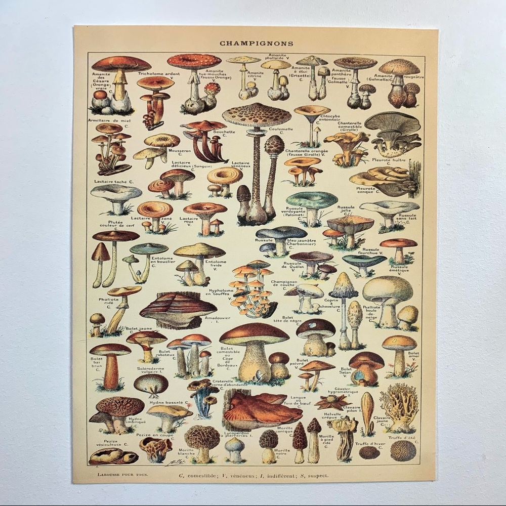 Vintage Scientific Champignons (Mushrooms) Print 8x10